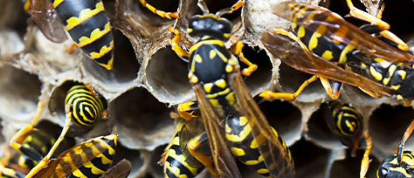 Keep Pests out of gutters