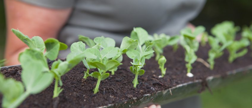 Growing a gutter garden