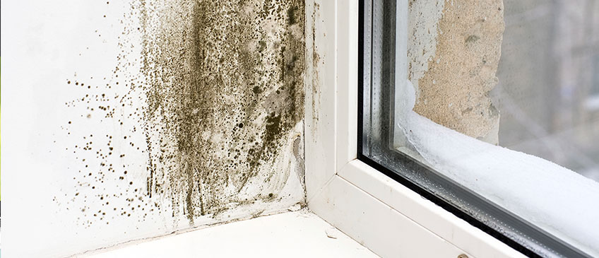 guard your home against mold