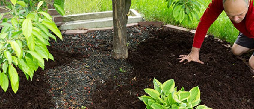 Learn mulching tips