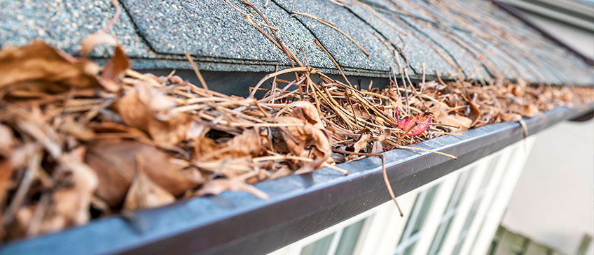 best-for-pine-needles