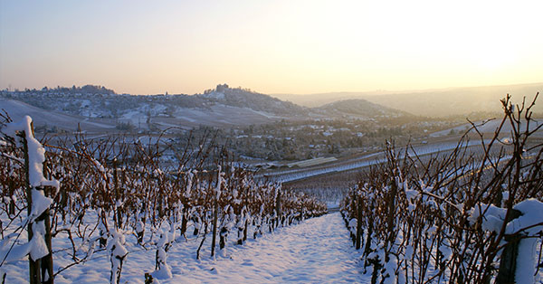 Vineyards of Charlottesville, VA