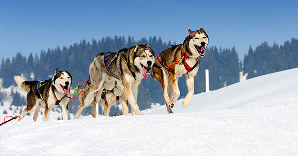 Dog sledding in Duluth, MN