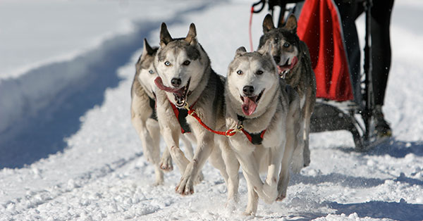 Dog sledding event in Marquette, MI