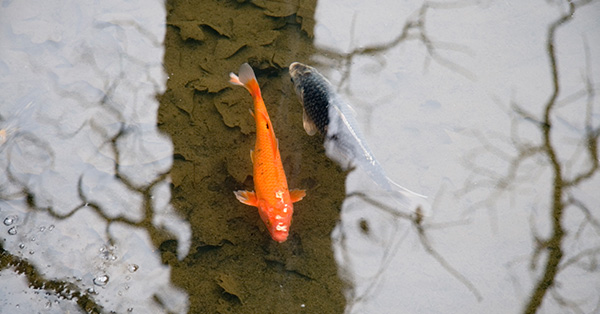 caring for your pond in the winter