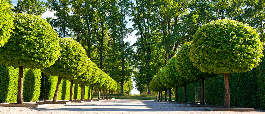 Trimming hedges doesn't have to be hard - just follow LeafFilter's tutorial!