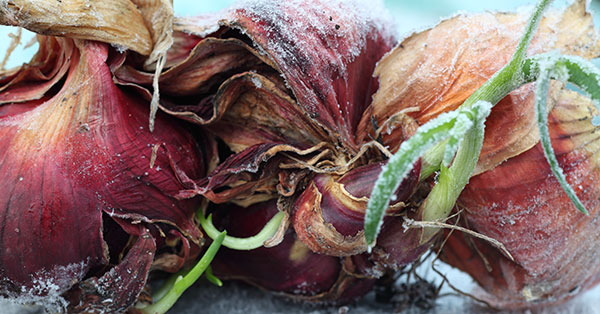 tips for growing winter veggies