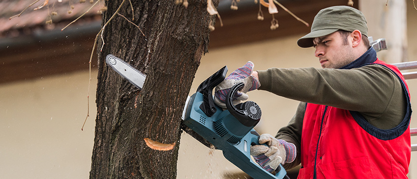 Trim trees in late winter for best results