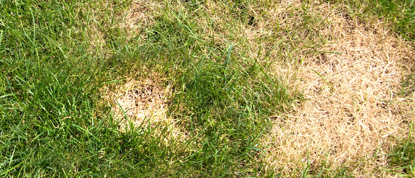 how to revive your brown grass